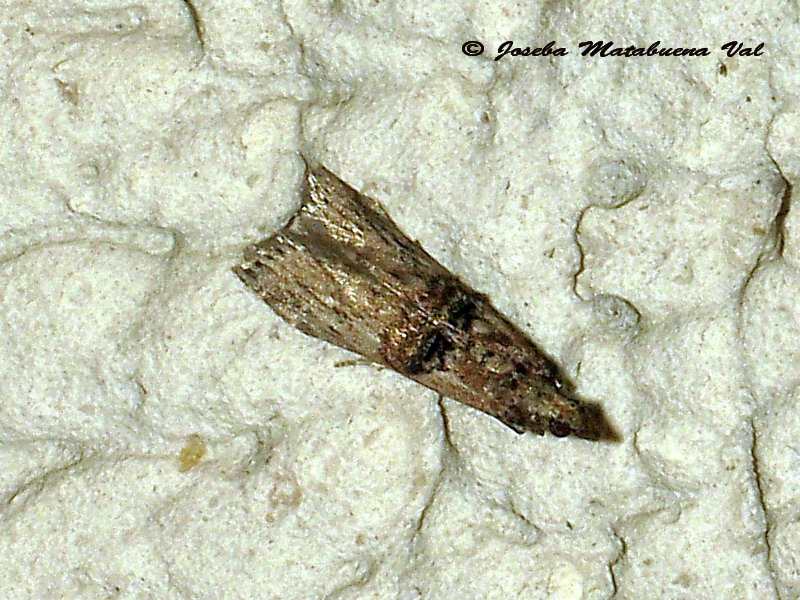 Nephopterix angustella - Pyralidae ? S